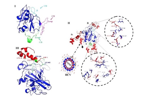 Researchers of Tehran University and Ferdowsi University of Mashhad: The High Effectiveness of the Recombinant Peptide made by ...